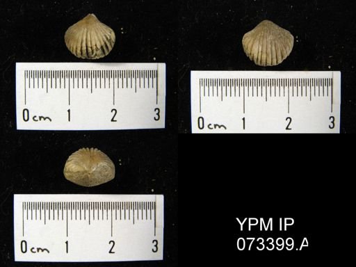 Camarotoechia perryvillensis