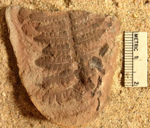 Pecopteris