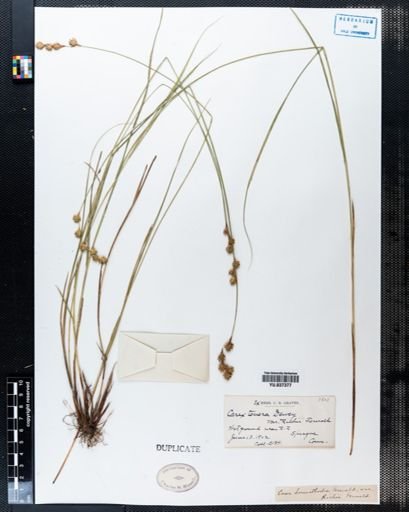 Carex tenera