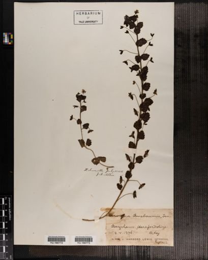 Plantae