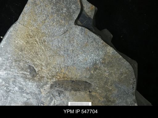undet. Eurypterida