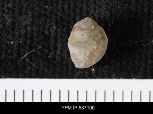 Viviparus montanaensis