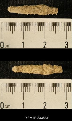 Archaeocidaris sp.