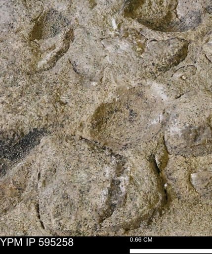 Protocardia sp.
