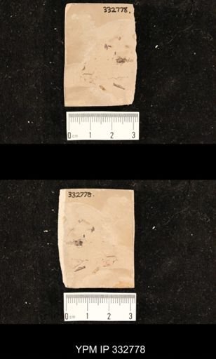 undet. Hexapoda