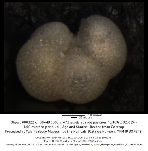 undet. Foraminiferida
