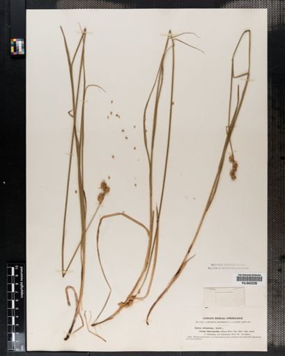 Carex tenera