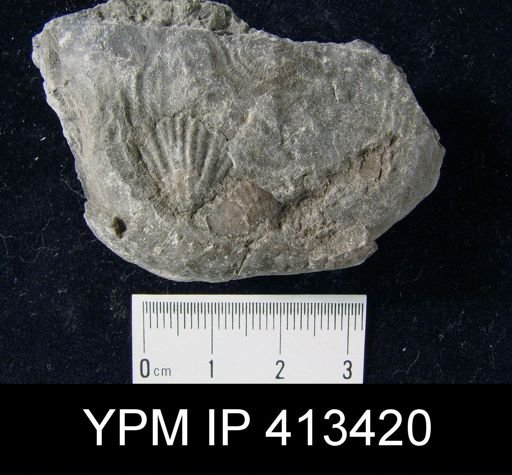 Leptaena rhomboidalis