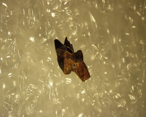 Gelastops sp.