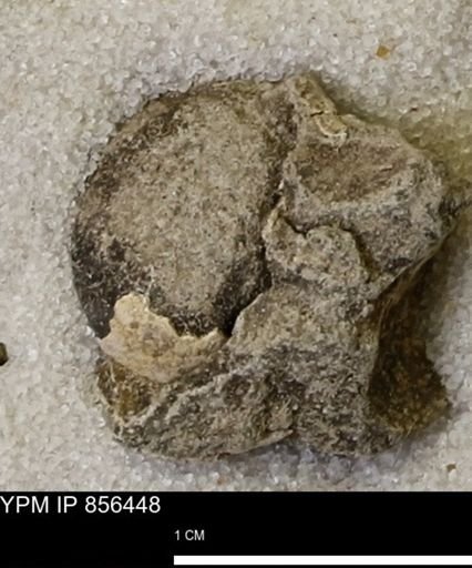 Limopsis striatopunctatus