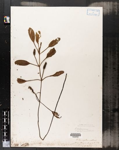 Potamogeton natans