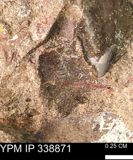 undet. Mollusca