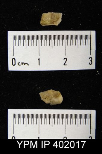 Leptaena delicata