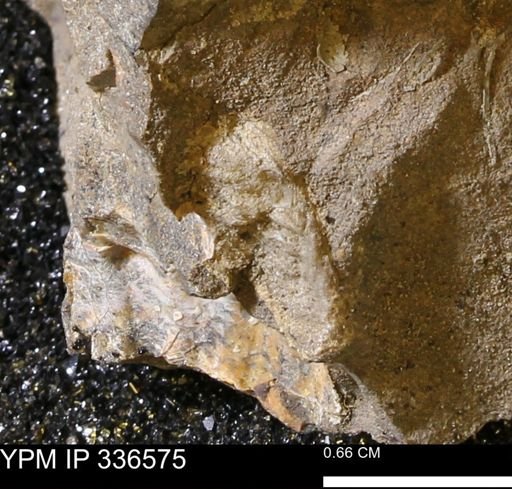undet. Bivalvia