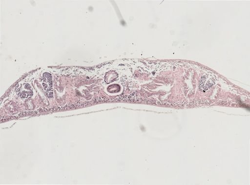 Phagocata gracilis