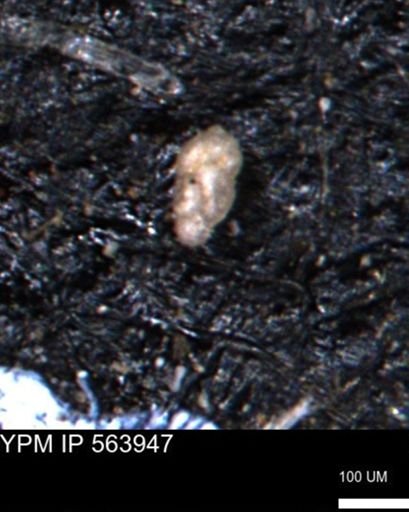Bimonilina variana