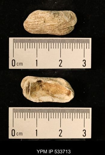 Hiatella arctica