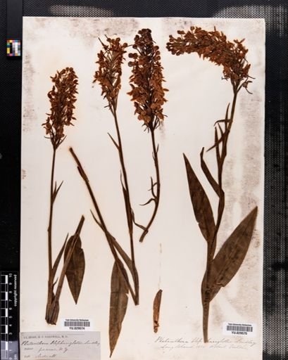 Habenaria