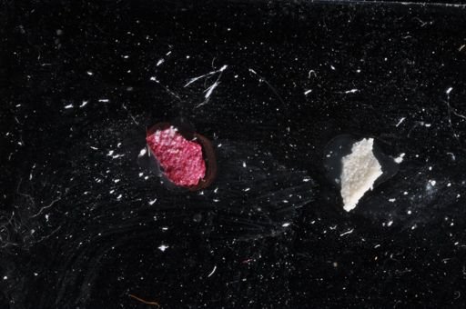 Hippothoa hyalina