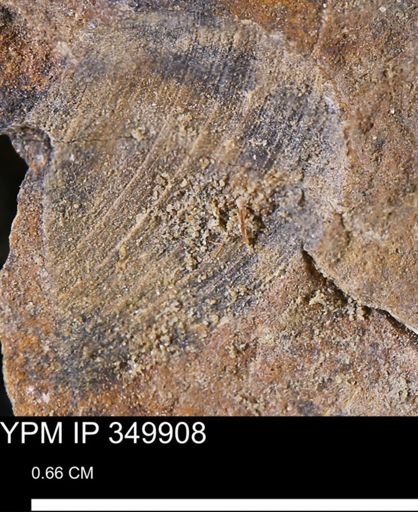 undet. Bivalvia