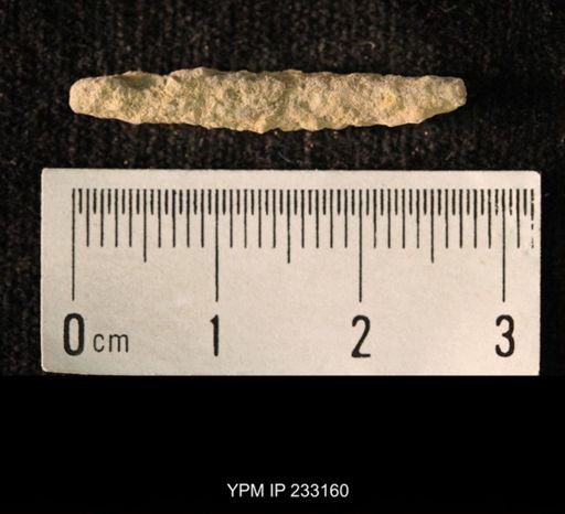 Archaeocidaris sp.
