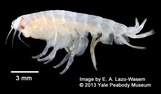 Lysianassidae