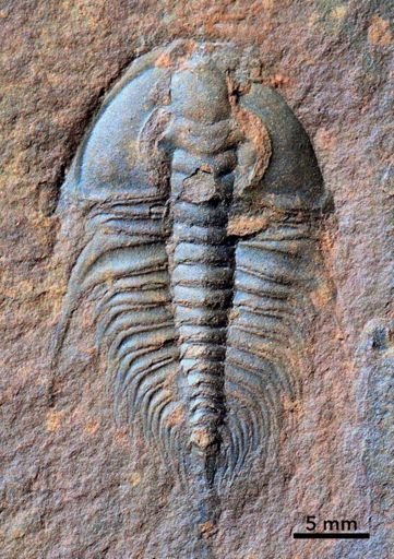 Olenellus thompsoni