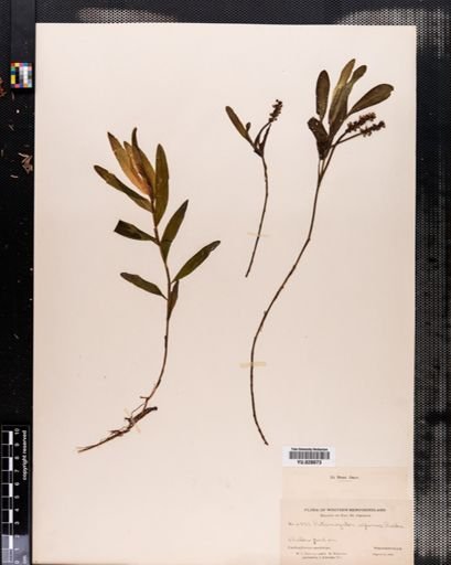 Potamogeton alpinus
