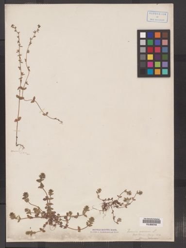 Veronica arvensis