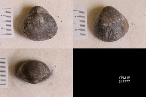 Gypidula coeymanensis