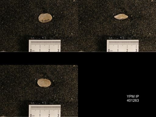 Orthis (Plectorthis) dichotoma