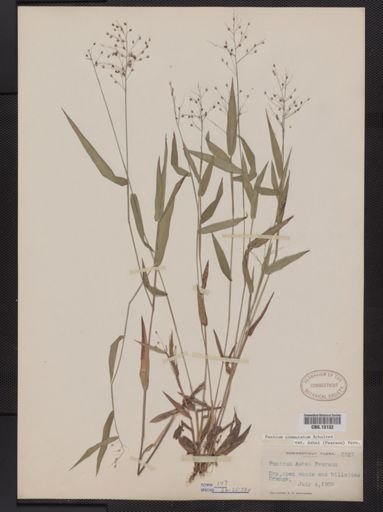 Panicum commutatum