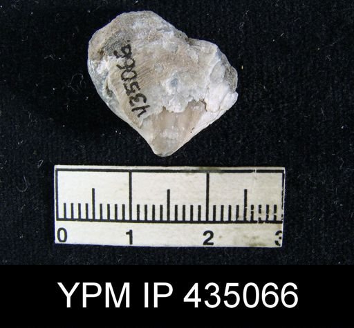 Athyris capillata