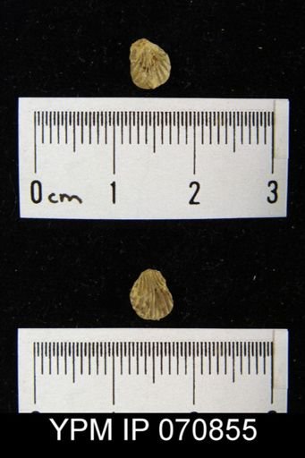 Homoeospira beecheri