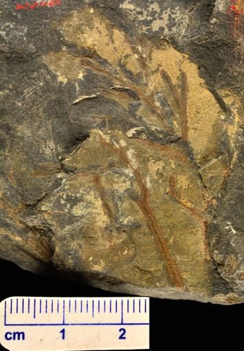 Eddya sullivanensis