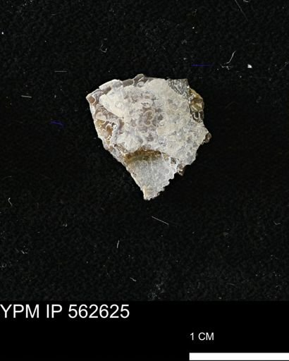 Limopsis striatopunctatus