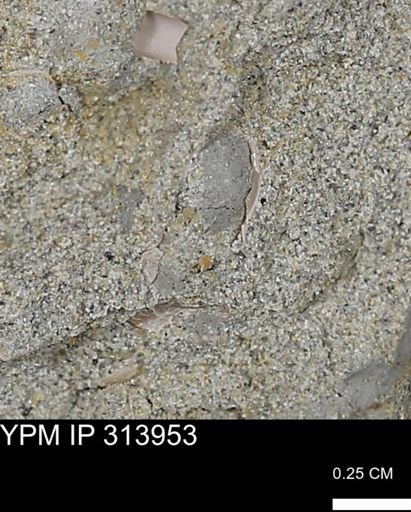 undet. Bivalvia