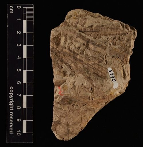Cladophlebis sp.