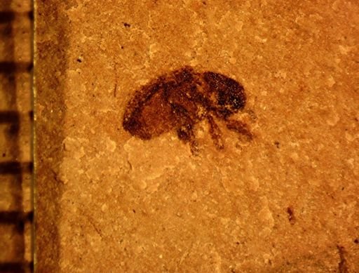 undet. Curculionidae