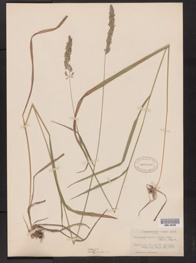 Calamagrostis cinnoides