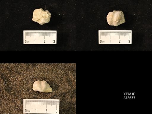 Marginifera wabashensis
