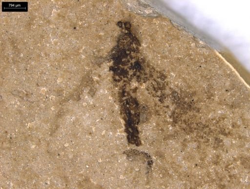 undet. Diptera