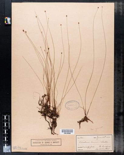 Eleocharis tenuis