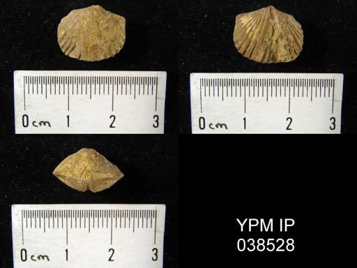 Platystrophia biforata