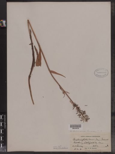 Habenaria