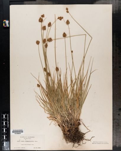 Carex