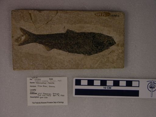 Knightia eocaena