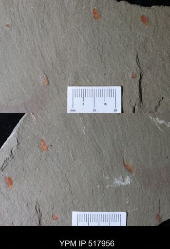 undet. Synziphosurina