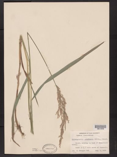 Calamagrostis canadensis