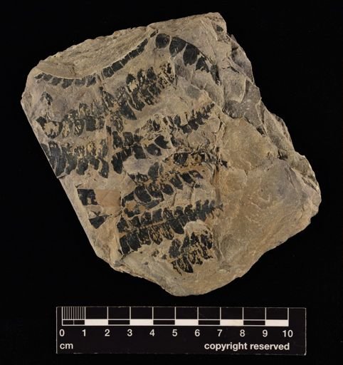 Cladophlebis svedbergii
